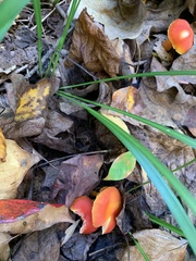 Hygrocybe coccinea