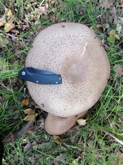Agaricus bohusii