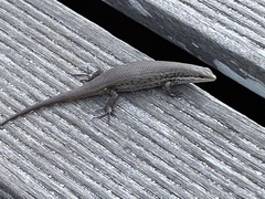 Trachylepis variegata