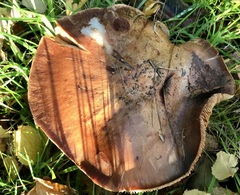 Tricholoma fulvum