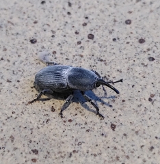 Scyphophorus acupunctatus