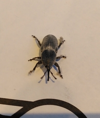 Scyphophorus acupunctatus