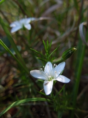 Arenaria lycopodioides