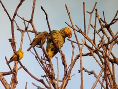 Alipiopsitta xanthops