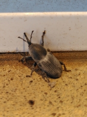 Scyphophorus acupunctatus