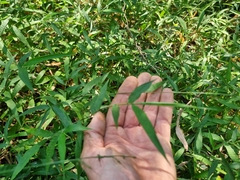 Oplismenus hirtellus