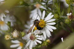 Dieunomia nevadensis bakeri