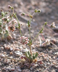 Eriogonum maculatum
