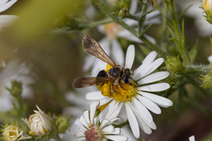 Dieunomia nevadensis bakeri