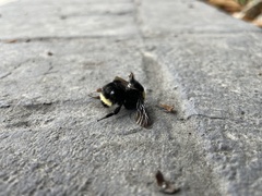 Bombus vosnesenskii
