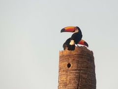 Ramphastos toco
