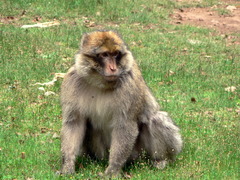 Macaca sylvanus