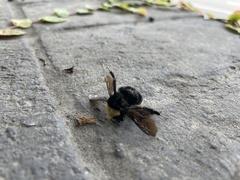 Bombus vosnesenskii
