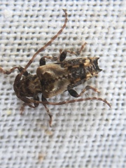 Pogonocherus hispidus