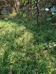 Oplismenus hirtellus