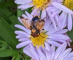 Phasia aurigera
