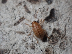 Colaspis brunnea