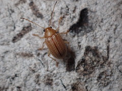 Colaspis brunnea