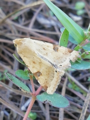 Heliothis peltigera