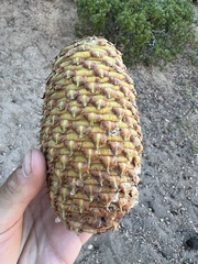 Abies magnifica shastensis