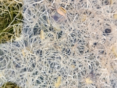 Chaetomorpha linum