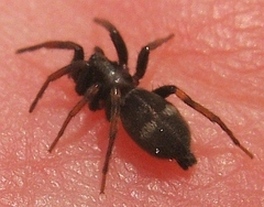 Sergiolus