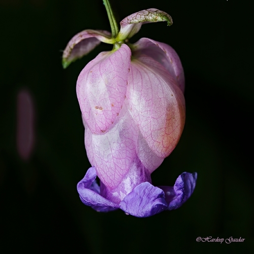 Strobilanthes heyneana observed 2022-08-26