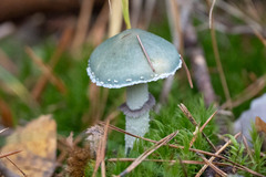 Stropharia aeruginosa
