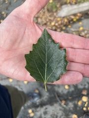 Populus