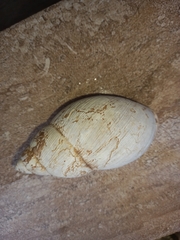Megalobulimus