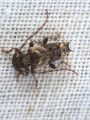 Pogonocherus hispidus