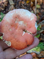 Russula lepida