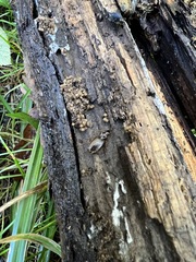 Platynus scrobiculatus