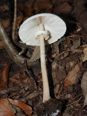 Macrolepiota mastoidea