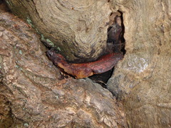 Fistulina hepatica