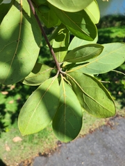 Terminalia muelleri