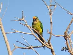 Eupsittula aurea