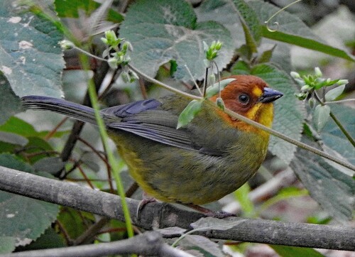 Fulvous-headed Brushfinch (Atlapetes fulviceps), photo 8