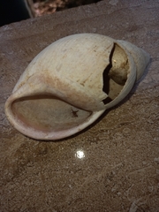 Megalobulimus