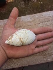 Megalobulimus