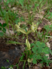 Valerianella