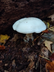 Clitocybe robusta
