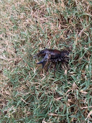 Procambarus gracilis