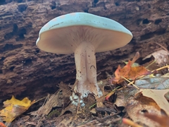 Clitocybe robusta