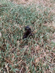 Procambarus gracilis