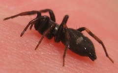 Sergiolus