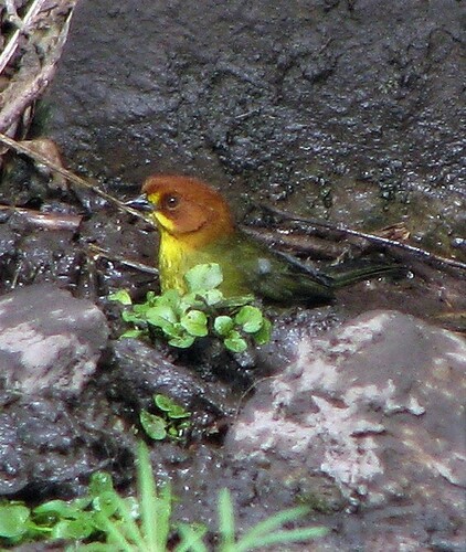 Fulvous-headed Brushfinch (Atlapetes fulviceps), photo 4