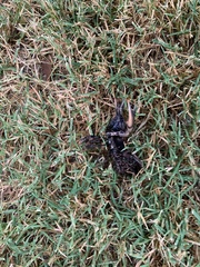 Procambarus gracilis