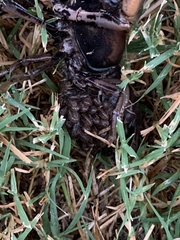 Procambarus gracilis