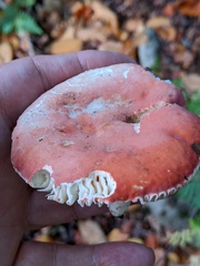 Russula lepida